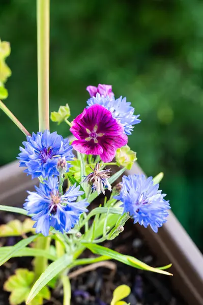 stock image Dried out colorful flowers on a balcony pot, Hamburg Altona, Germany