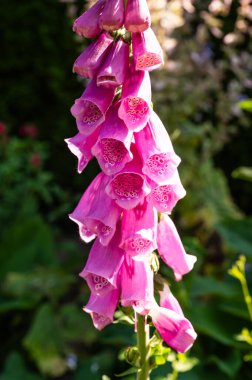 Digitalis purpurea veya yüksükotu çiçeği, Hamburg, Almanya 'da yakın çekim