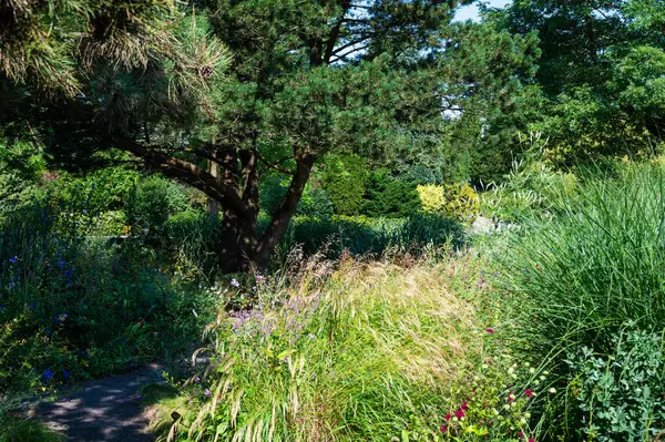 stock image The University botanical garden, the Loki Schmidt Garten in Altona Hamburg, Germany