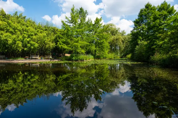 stock image Hamburg, Germany, July 19, 2024 - Natural reflection in the water pond of the university botanical garden