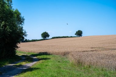 Timmendorfer strand, Holstein, Almanya çevresinde altın buğday tarlaları olan tepeler