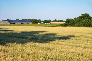 Dahme, Holstein, Almanya çevresindeki deniz kenarında buğday tarlalarıyla tarım