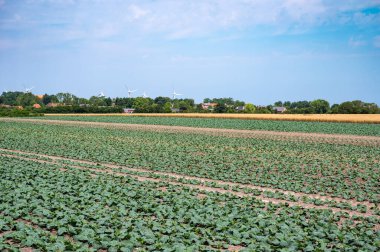 Fehmarn çevresindeki Alman kırsalında yeşil lahana tarlaları - Puttgarden, Holstein, Almanya