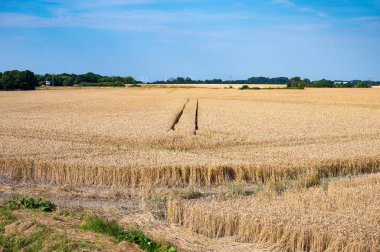 Danimarka 'nın Rodby, Lolland, Danimarka çevresindeki kırsal kesimlerinde buğday tarlaları ve otları olan tarım arazileri