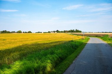 Danimarka 'nın Rodby, Lolland, Danimarka çevresindeki kırsal kesimlerinde buğday tarlaları ve otları olan tarım arazileri