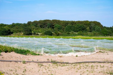 Agriculture field with cultivation protected by transparent sail, Maribo, Lolland, Denmark clipart