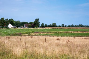 Danimarka 'nın Rodvig Stevns, Seeland, Danimarka kırsalındaki altın buğday tarlaları