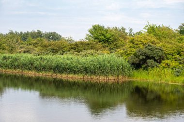 Kopenhag, Danimarka 'daki Brondby parkında yeşil çayırlar ve doğal su birikintisi