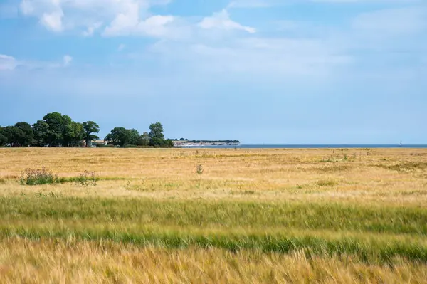 stock image Golden wheat fields at the Danish countryside in Rodvig Stevns, Seeland, Denmark