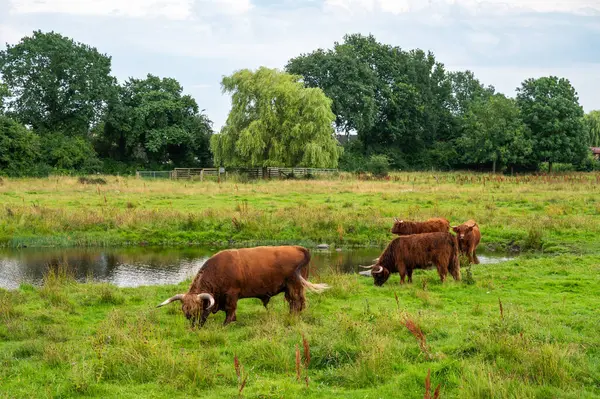 stock image Brown cows grazing in the meadows of the Brondby strandpark, Copenhagen, Denmark