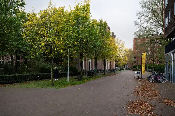 Renkli sonbahar bahçesi Tuinpark Fındığı Amsterdam, Hollanda 'da, 14 Kasım 2024