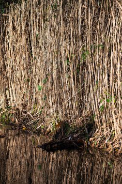 Colorful water reeds reflecting in a pond in autmn, Jette, Brussels, Belgium clipart