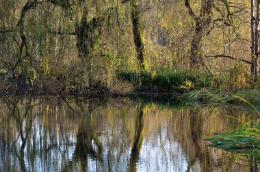 Su birikintisine yansıyan renkli sonbahar ağaçları, Jette, Brüksel, Belçika
