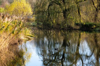 Su birikintisine yansıyan renkli sonbahar ağaçları, Jette, Brüksel, Belçika