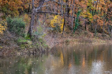 Arnavutluk 'un başkenti Tiran' ın sanatsal gölü ve kıyılarına yansıyan renkli sonbahar ağaçları ve bitkileri