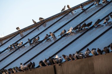 Yeni Pazar 'ın çatısında güvercinler, Tiran, Arnavutluk, DEC 13, 2024