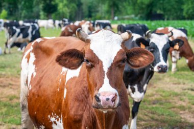 Kahverengi ve beyaz inek yakın mesafede, Rooiaarde, Meerhout, Belçika 'da 20 Haziran 2025