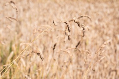Ternat 'taki Flaman kırsalında altın buğday tarlası, Flaman Brabant, Belçika 1 Temmuz 2025