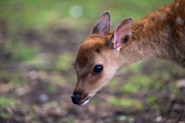 Roksem, Oudenburg, Batı Flanders, Belçika 'da dişi geyik. 7 Temmuz 2025