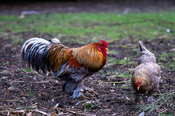 Rooster and chicken in a garden in Roksem, Oudenburg, West Flanders, Belgium 7 July 2025