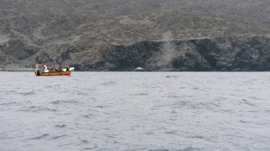 Turist Teknesi Rocky kıyısında Deniz Yaşamını İzliyor