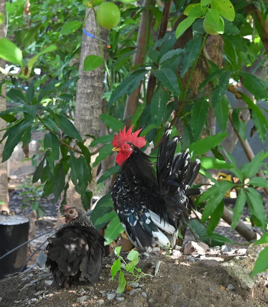 Små Kycklingraser Manliga Och Kvinnliga Bantams Lever Naturen — Stockfoto