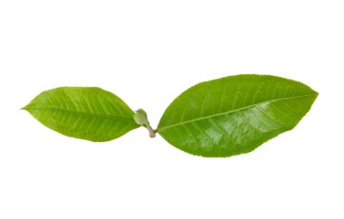 Fresh tree top of Green tea isolated on white background
