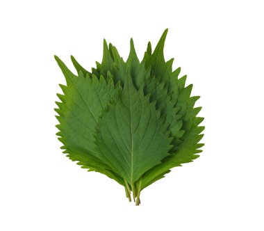 Fresh Green Shiso (perilla frutescens) or Oba leaf isolated on white background. top view
