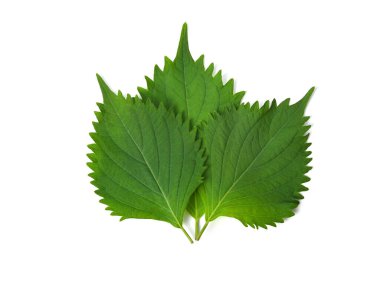Fresh Green Shiso (perilla frutescens) or Oba leaf isolated on white background. top view