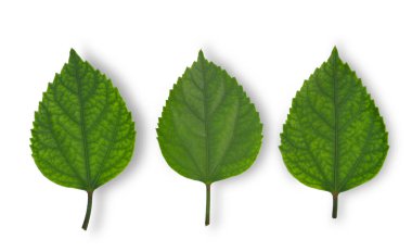rose mallow leaf isolated on white background.top view