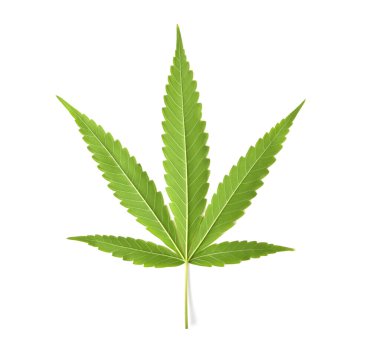 Yeşil marihuana ya da kenevir sativa yaprağının arkasında beyaz arka planda izole edilmiş..