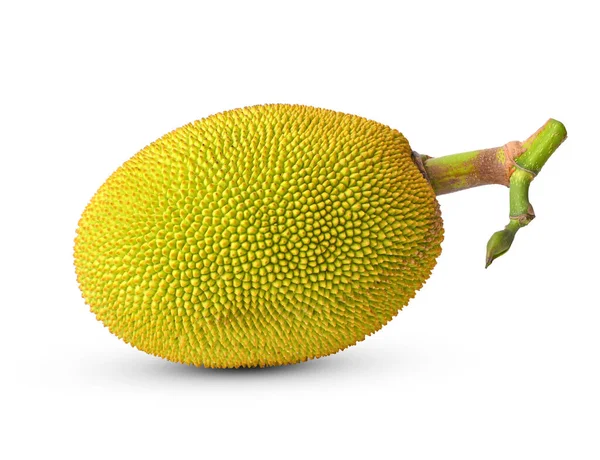Jonge Jackfruit Met Blad Geïsoleerd Witte Achtergrond — Stockfoto