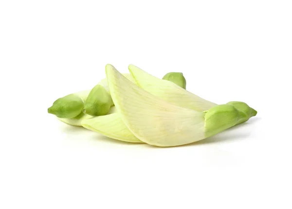 Sesban Agasta Květ Zelenina Hrbatý Pták Izolované Bílém Pozadí — Stock fotografie