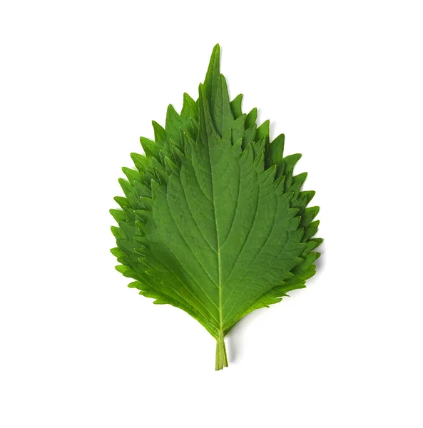 Heap Green Shiso Perilla Frutescens Oba Blad Geïsoleerd Witte Achtergrond — Stockfoto