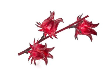 Taze roselle hibiscus, Jamaika soreli Hibiscus Sabdariffa Linn beyaz arka planda izole edilmiş. ön görünüm