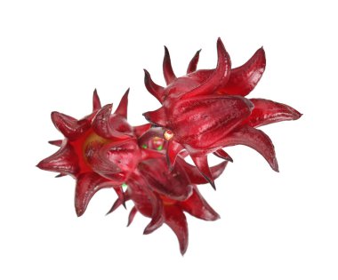 Taze roselle hibiscus, Jamaika soreli Hibiscus Sabdariffa Linn beyaz arka planda izole edilmiş. Üst görünüm