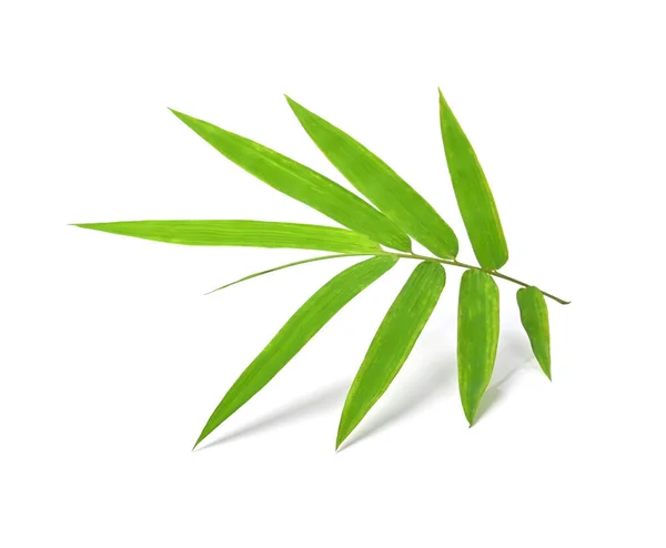 Bambunlehdet Valkoisella Pohjalla — kuvapankkivalokuva