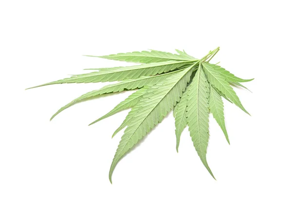 Heap Marijuana Leaves Back Green Cannabis Leaves Isolated White Background — Stock Photo, Image
