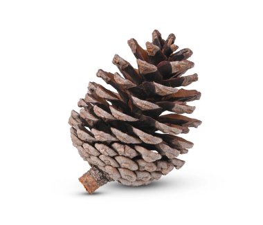 Beyaz arka plan üzerinde izole kuru çam kozalağı