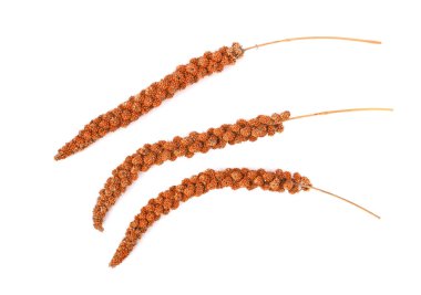 Ağaç Millet Sprey Kuş Tedarikleri arka planda izole edildi