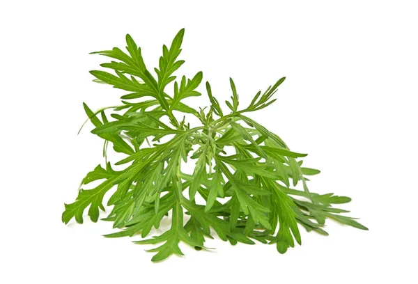 Artemisia Vulgaris Słodka Piołun Mugwort Lub Artemisia Annua Gałąź Zielone — Zdjęcie stockowe