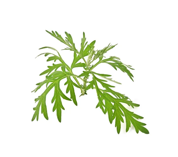 アルテミシア ヴァルガリスL スイート ワームウッド またはアルテミシア アナヌアの枝の緑色の葉は白い背景に隔離されています タイの漢方薬 — ストック写真