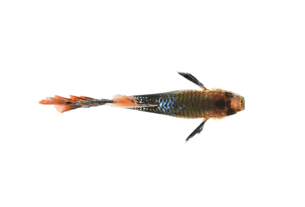 Den Guppy Fisken Isolerad Vit Bakgrund Ovanifrån — Stockfoto