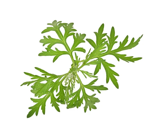 Artemisia vulgaris L, Sweet Wormwood, Mugwort veya artemisia annua yeşil yaprakları beyaz arka planda izole edilmiş.