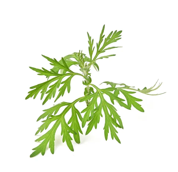 アルテミシアウバギL 甘いワームウッド またはアルテミシア アナヌアの枝緑の葉は白い背景に隔離されています — ストック写真