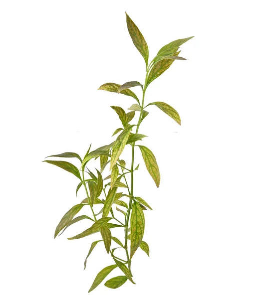 Fresh Andrographis Paniculata Plant Thai Herbal Medicine Isolated White Background — Stock Photo, Image