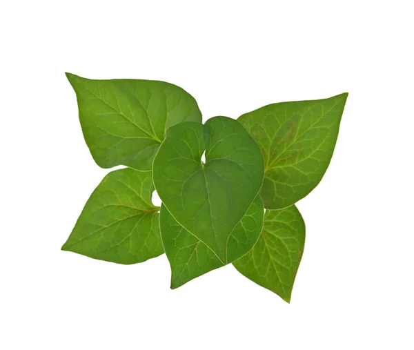 Plu Kaow Leaf Houttuynia Cordata Thunb 배경에 고립되어 광경을 수있습니다 — 스톡 사진