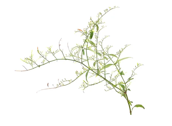 アンドログラフィー パンフィカータ工場 アンドログラフィーの葉 花や種子ポッドPaniculata タイの漢方薬 白地に隔離された — ストック写真