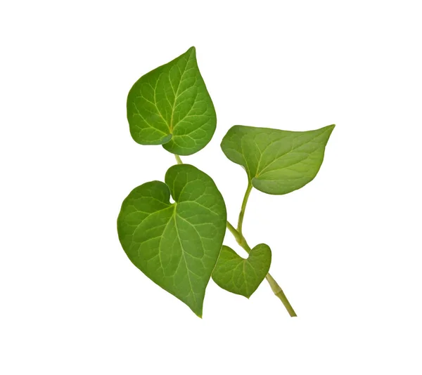 Plu Kaow Leaf Houttuynia Cordata Thunb Изолированы Белом Фоне Тайские — стоковое фото
