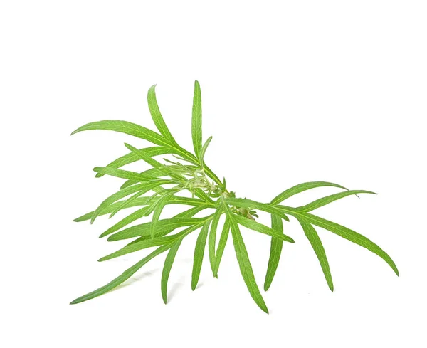 Artemisia Vulgaris Assenzio Dolce Artemisia Annua Artemisia Ramo Foglie Verdi — Foto Stock